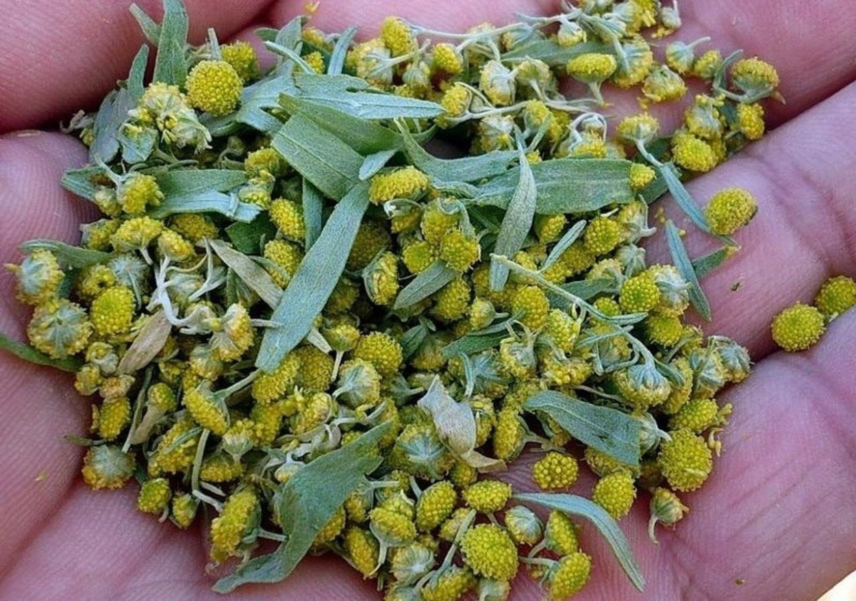 Полынь горькая семена