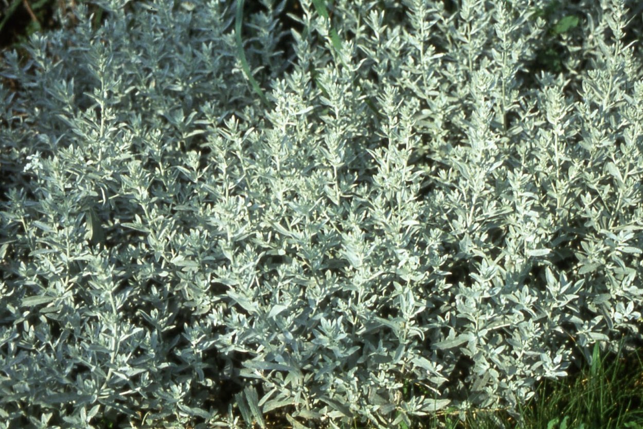 Полынь Крымская (Artemisia Taurica)
