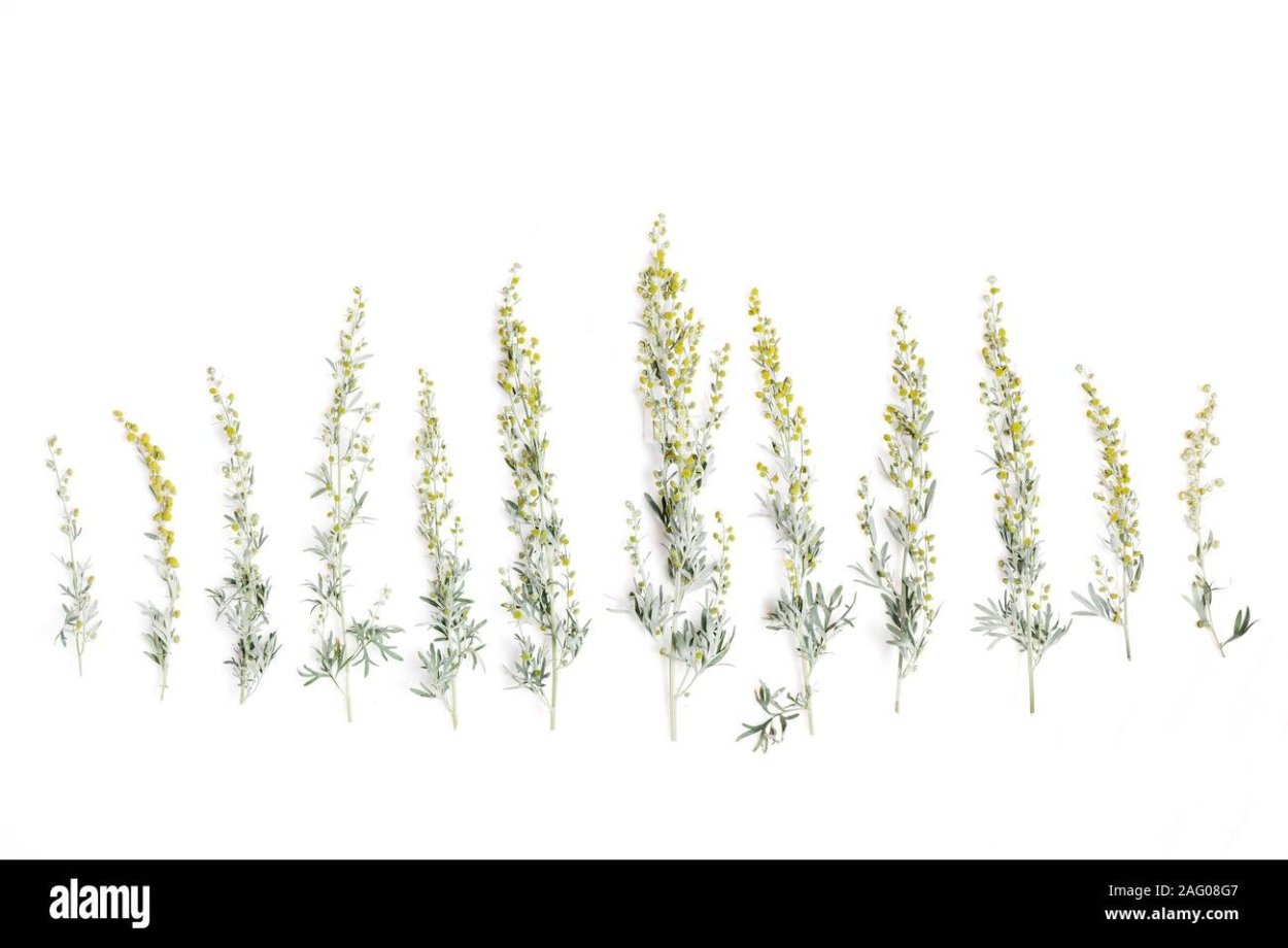 Полынь на белом фоне