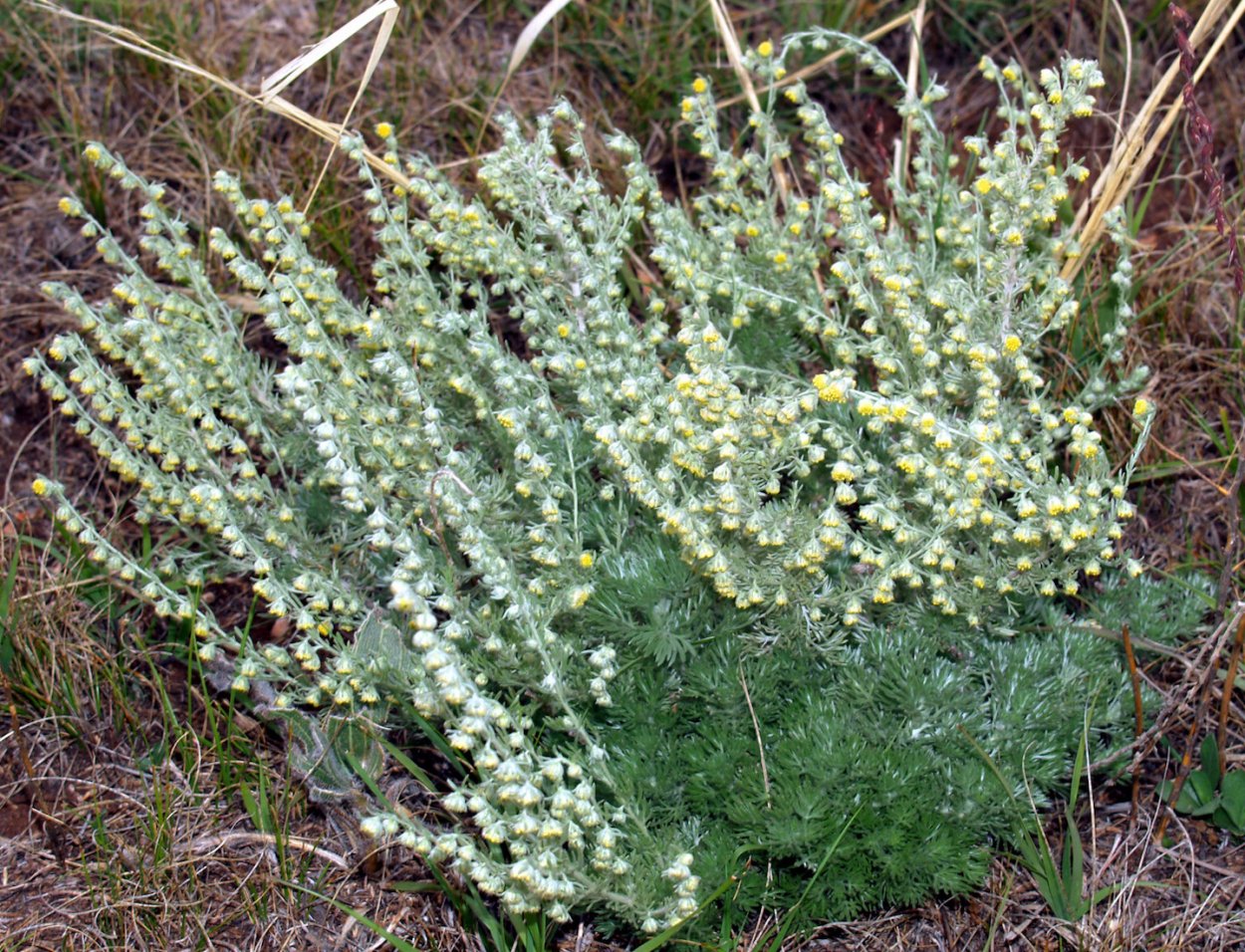 Artemisia frigida Willd. Полынь холодная