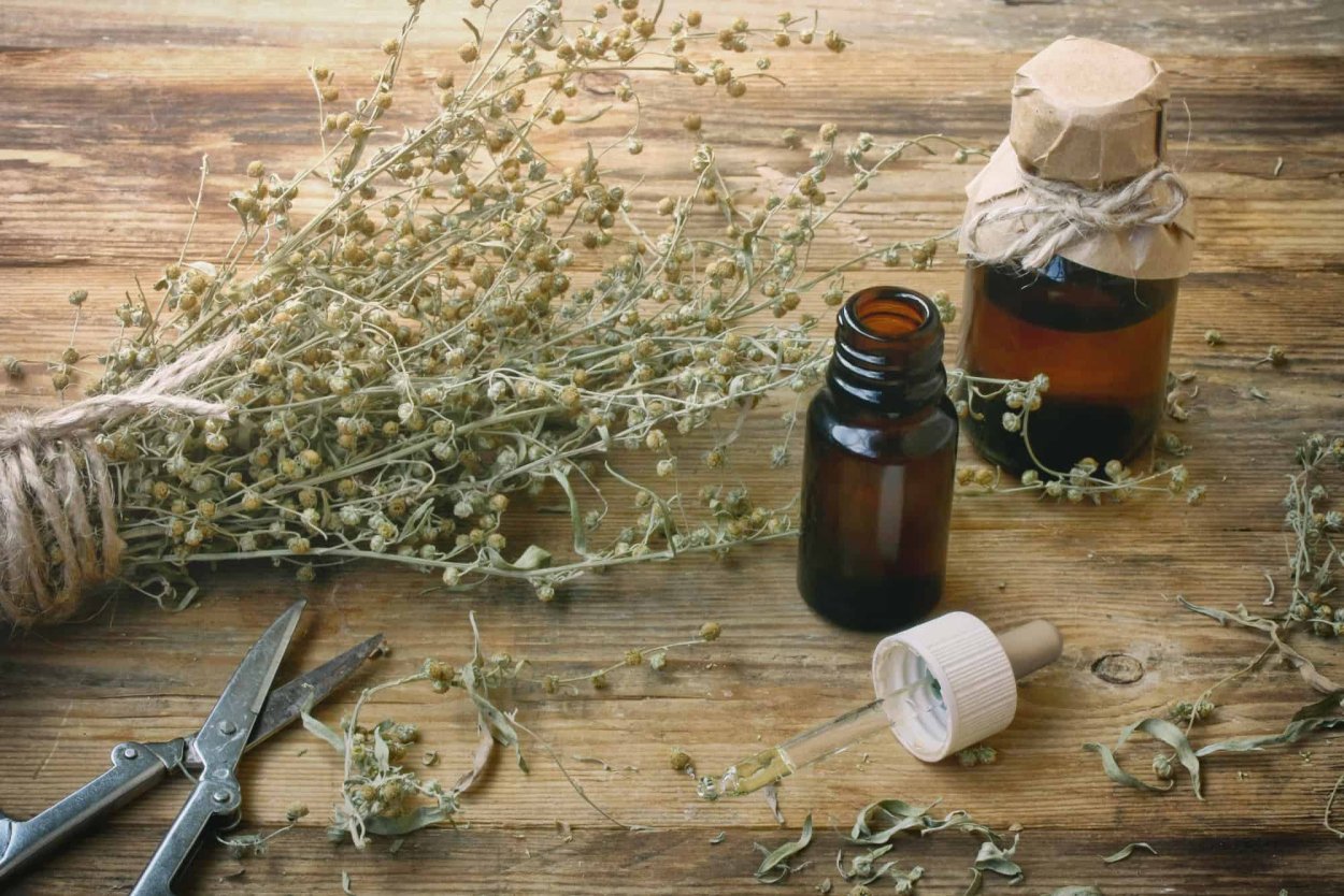 34. Полынь горькая (Artemisia absinthium)