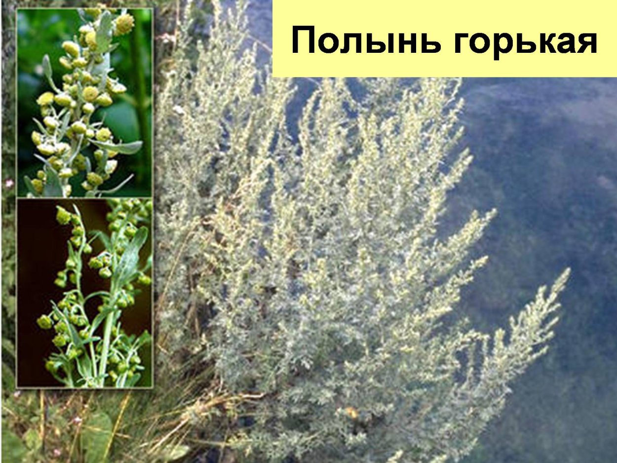 Полынь горькая семейство