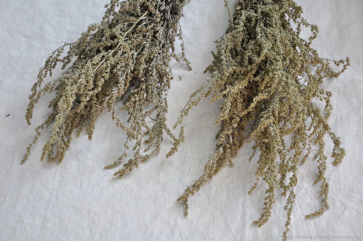 Сухоцветы Полынь обыкновенная
