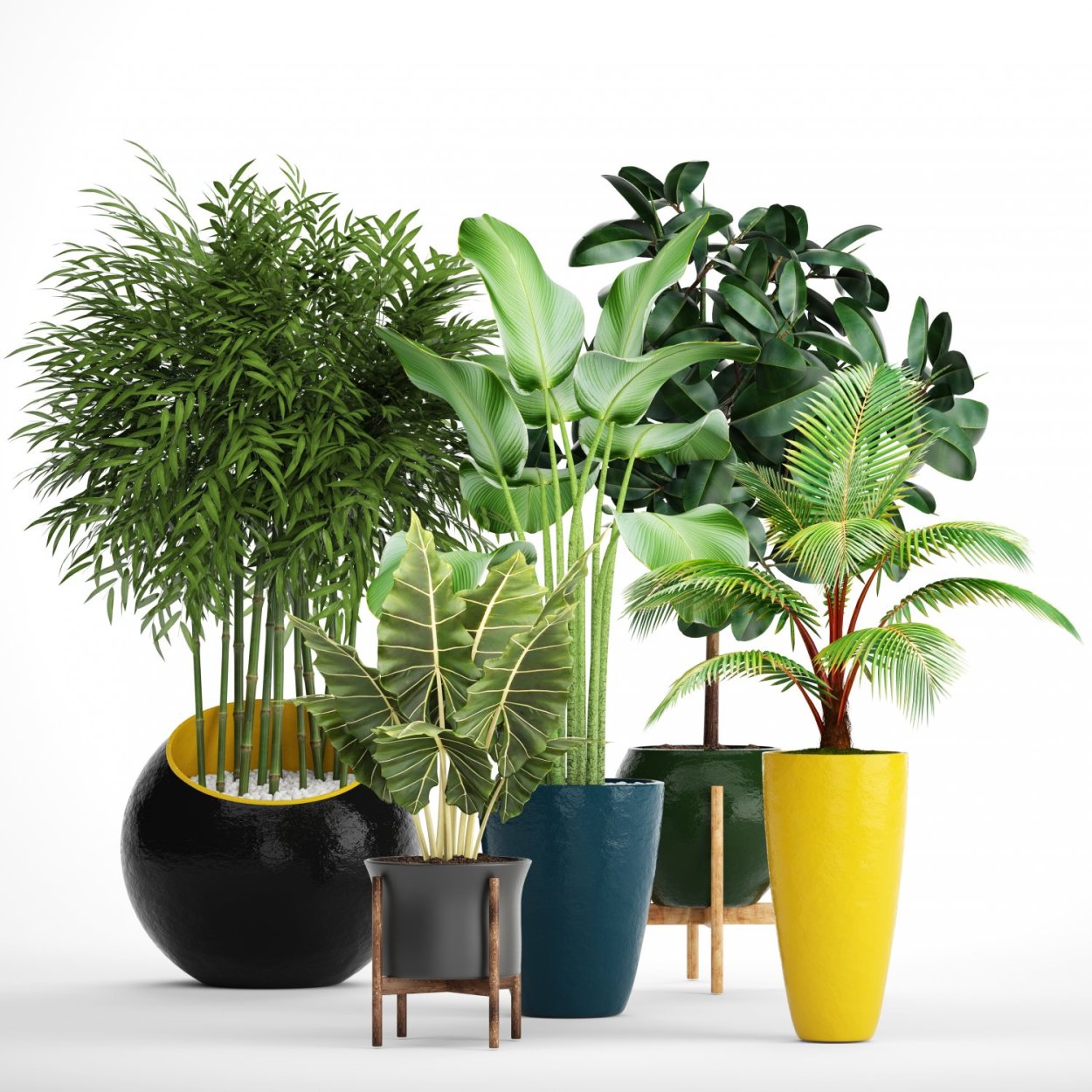 Монстера Делициоза (Monstera deliciosa)