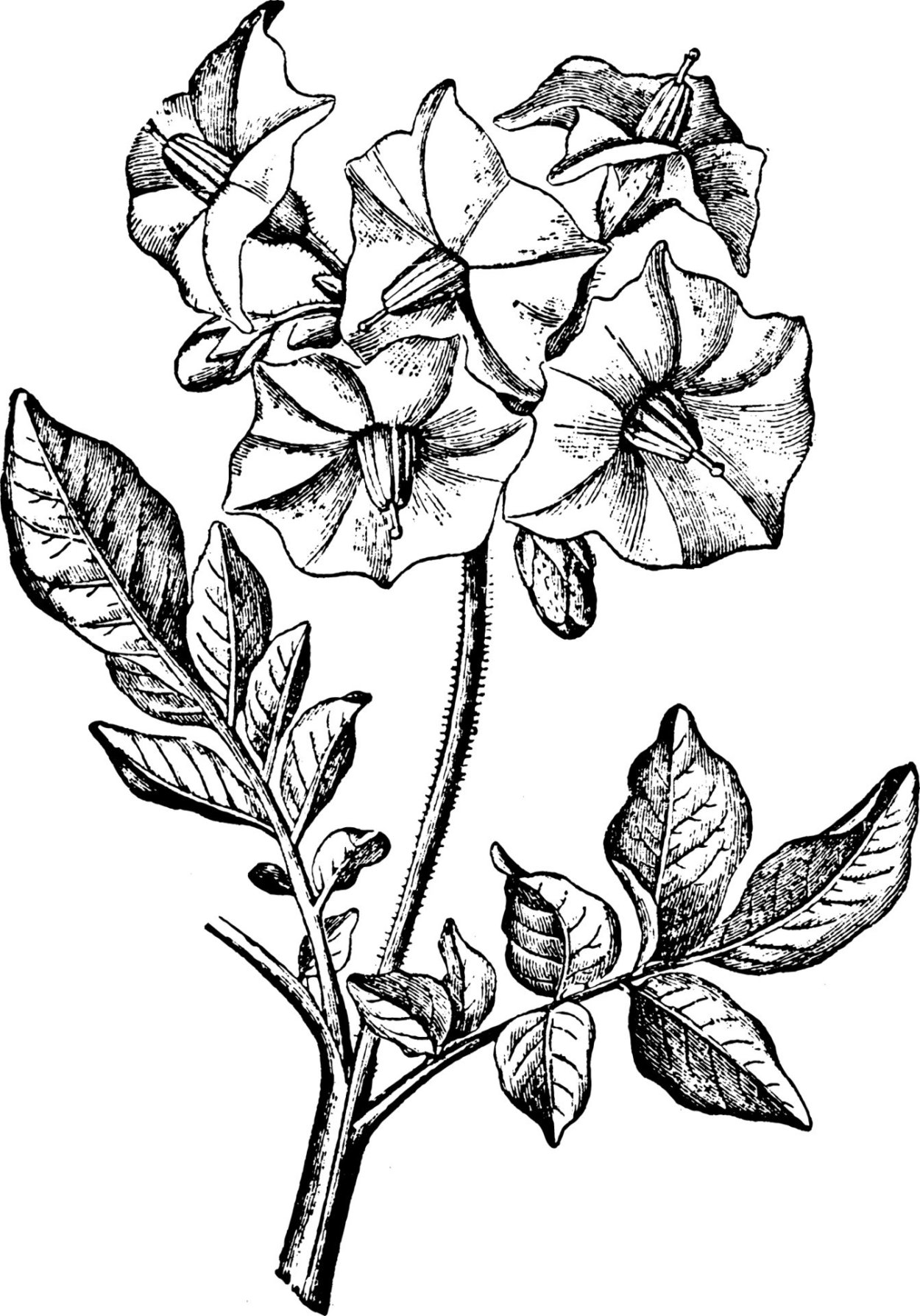 Нарисуйте схемы типов соцветий покрытосеменных растений