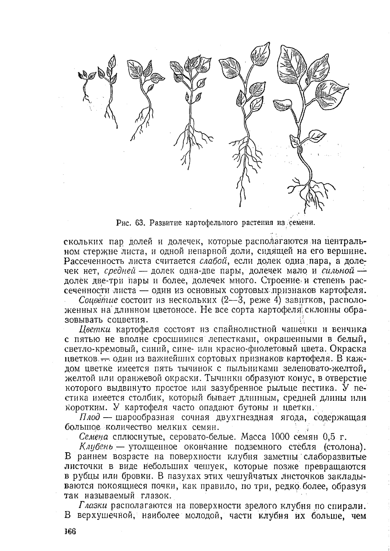 Картофель Венетта ранний?