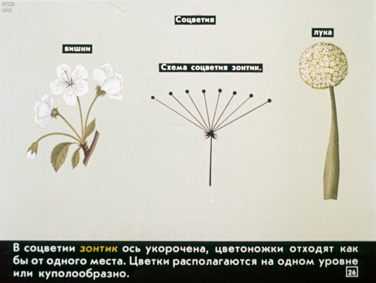 Пастушья сумка обыкновенная