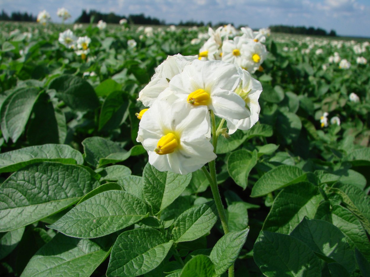 Цветок картофеля