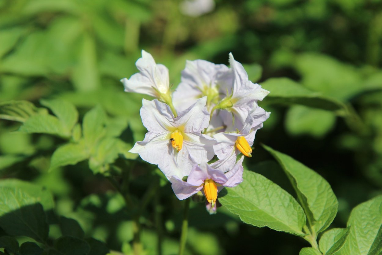 Щитковидная метелка соцветие