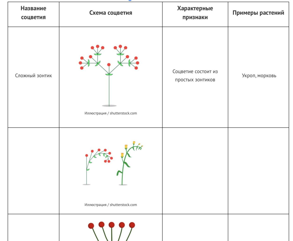 Строение соцветий ромашки аптечной