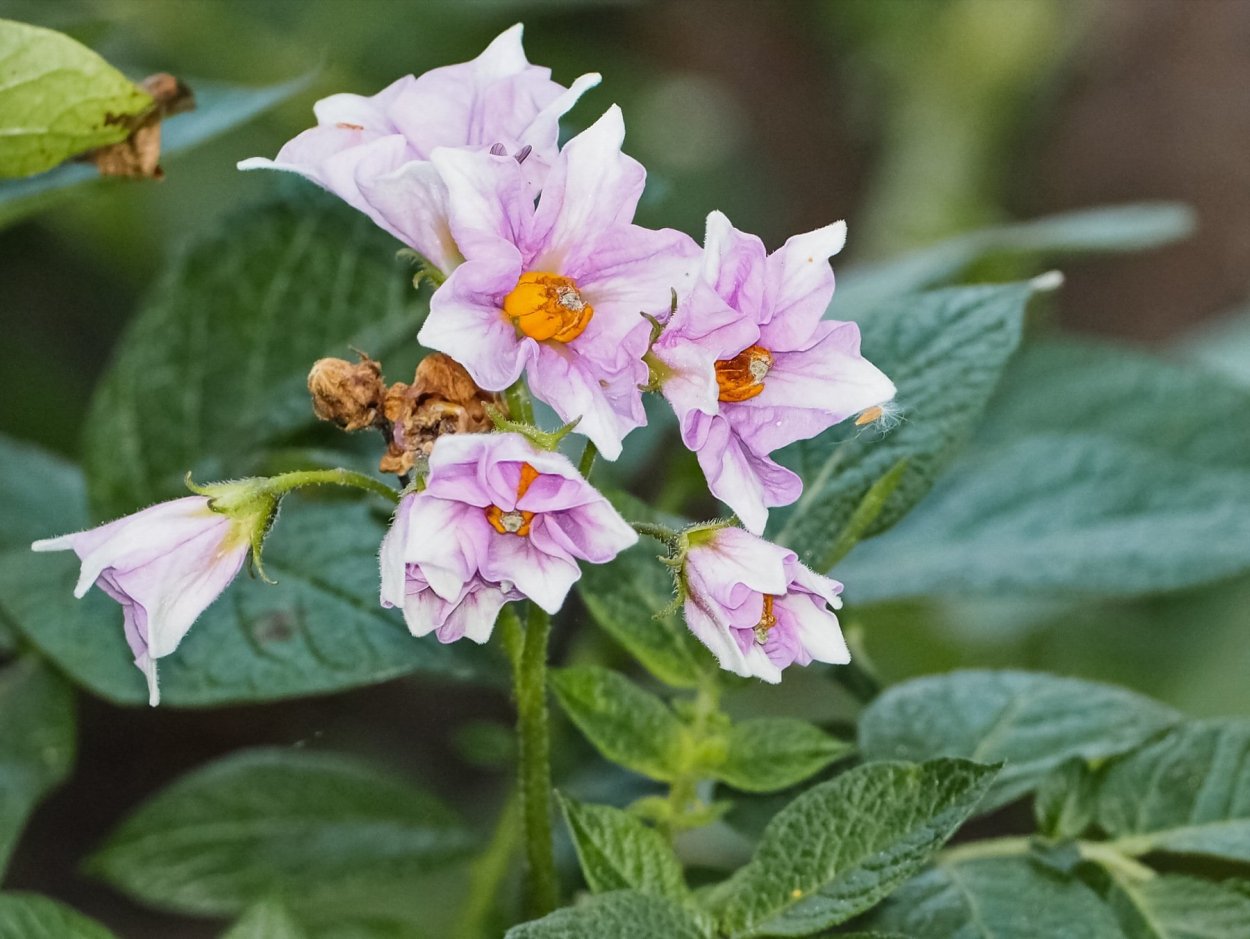 Цветок картофеля