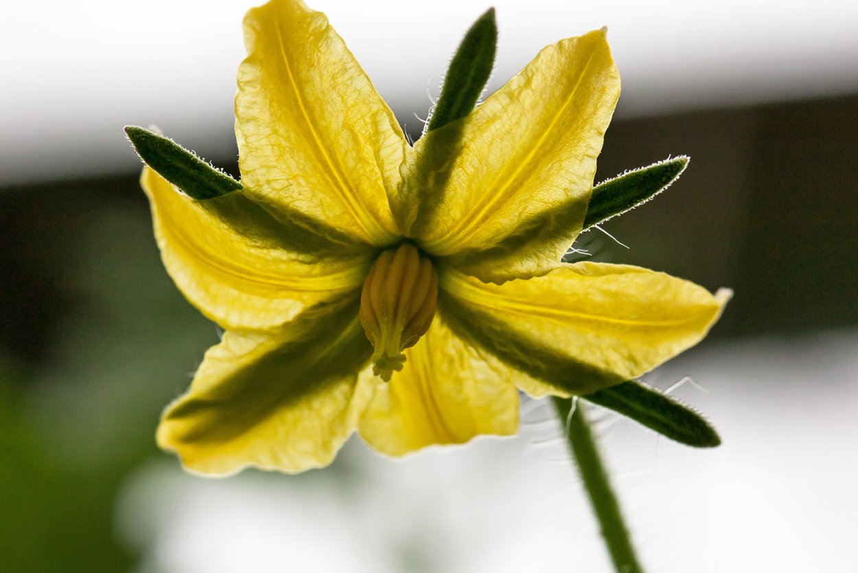 Картофель иллюстрация акварель