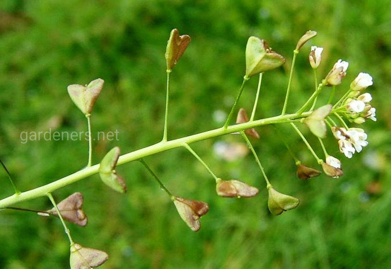 Таблица соцветия биология 6 класс