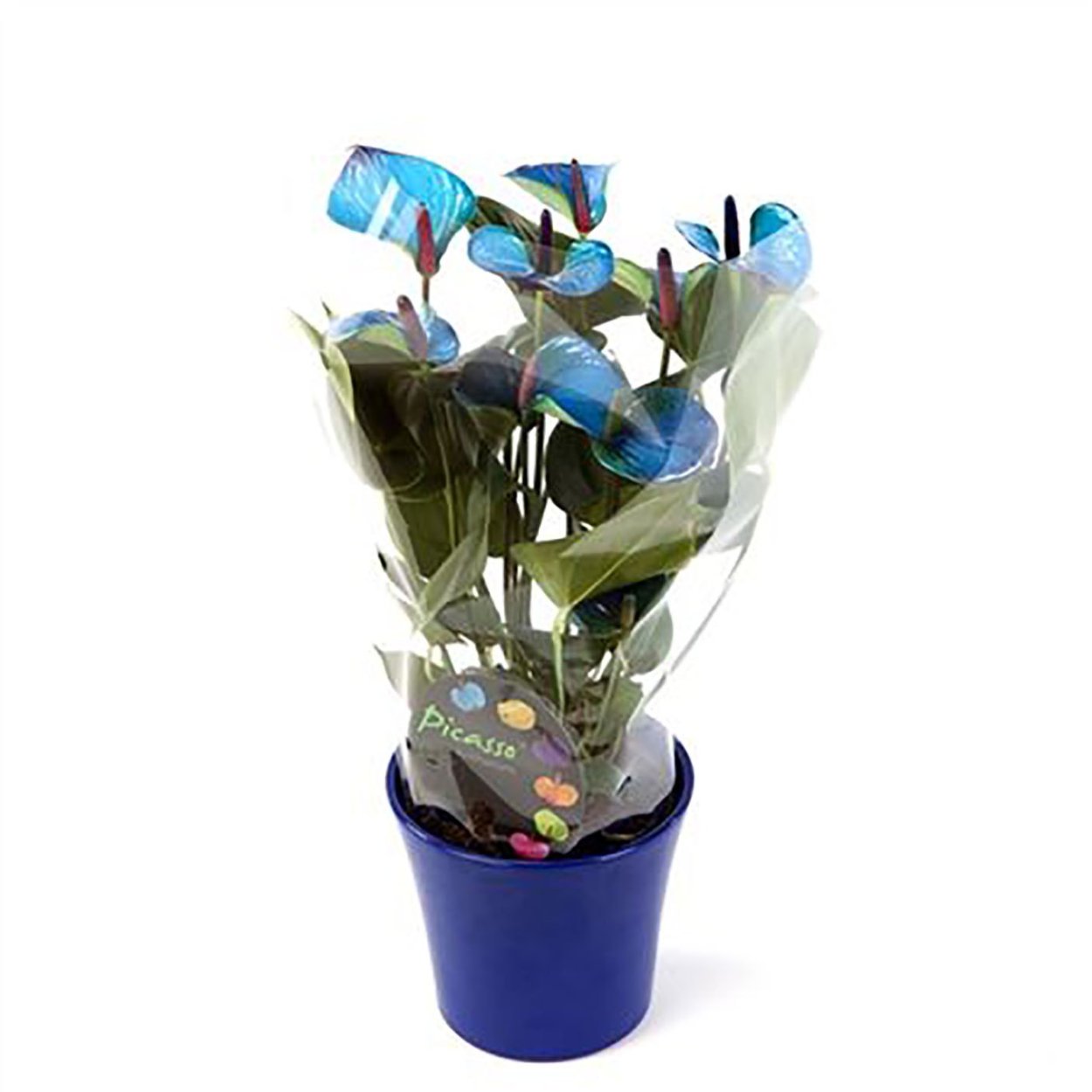 Антуриум Пикассо голубой