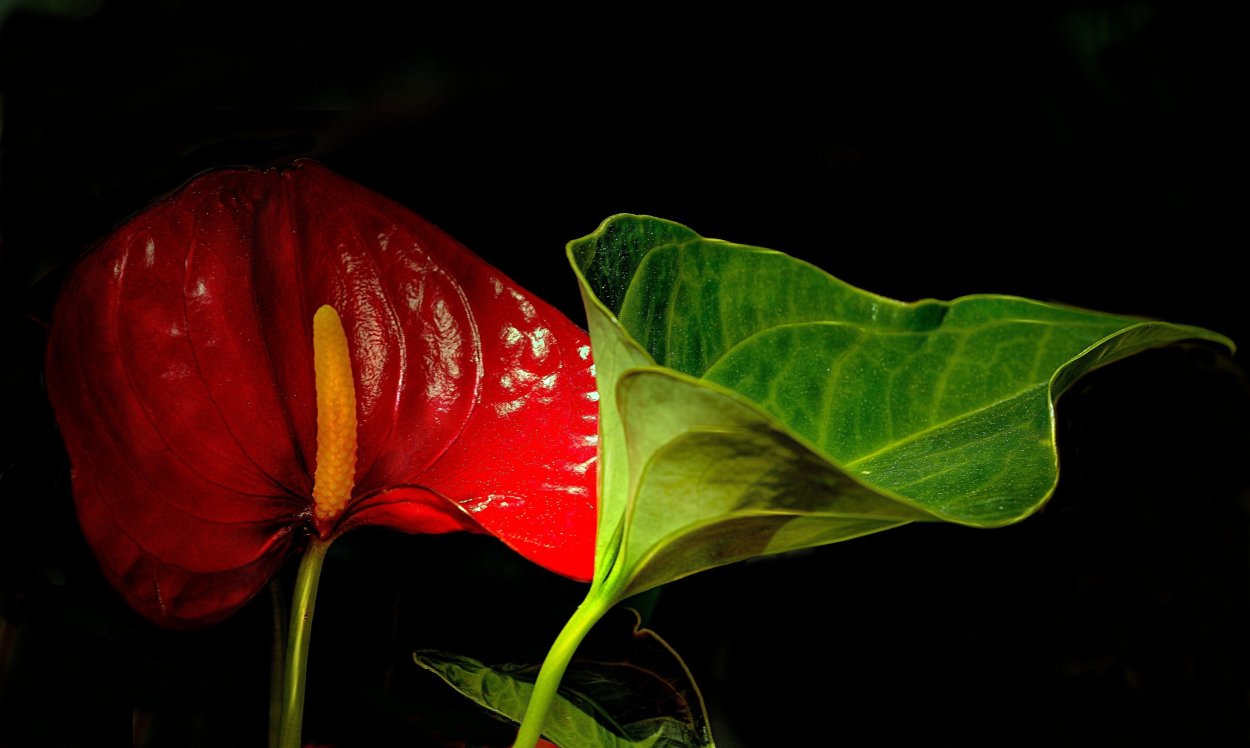 Антуриум Андре микс