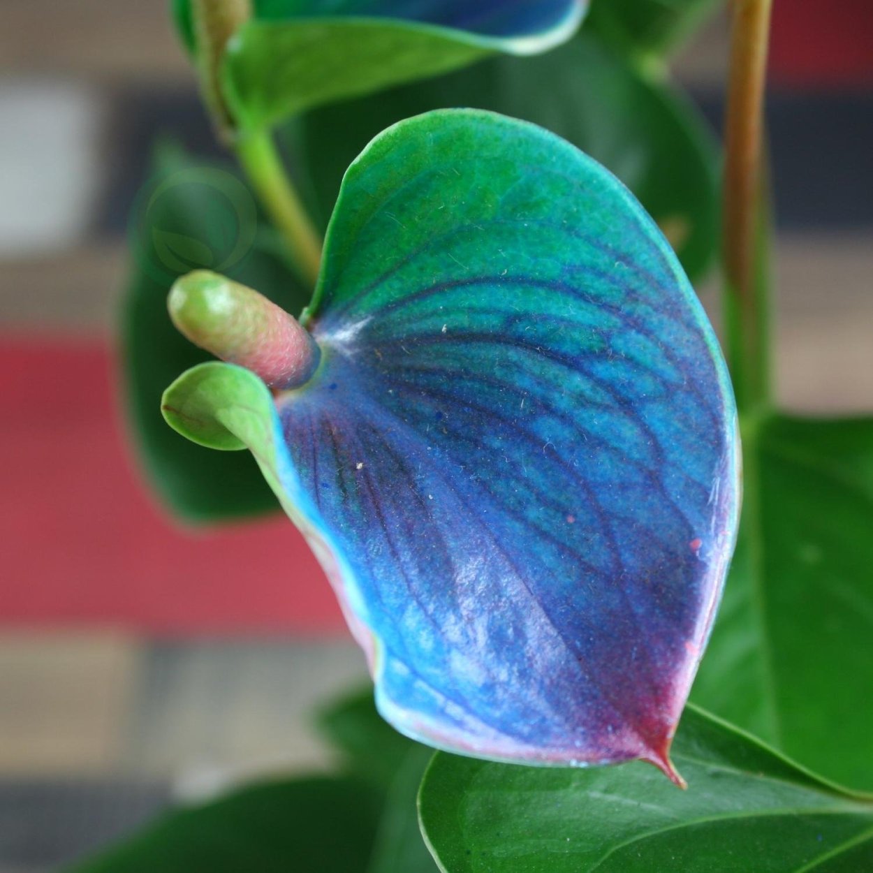 Антуриум голубой