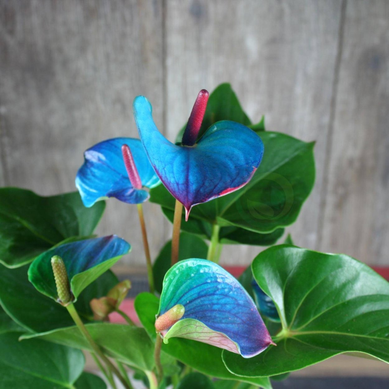 Антуриум синий