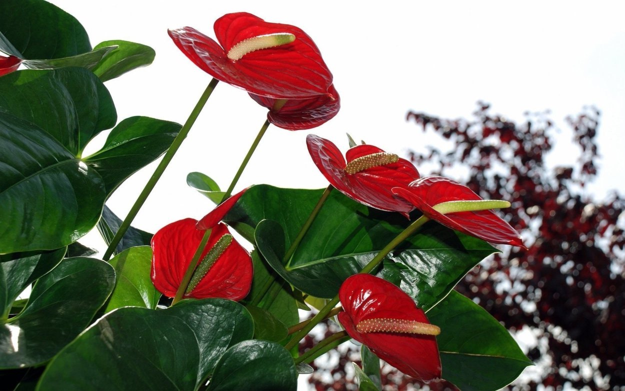 Антуриум Андре чемпион