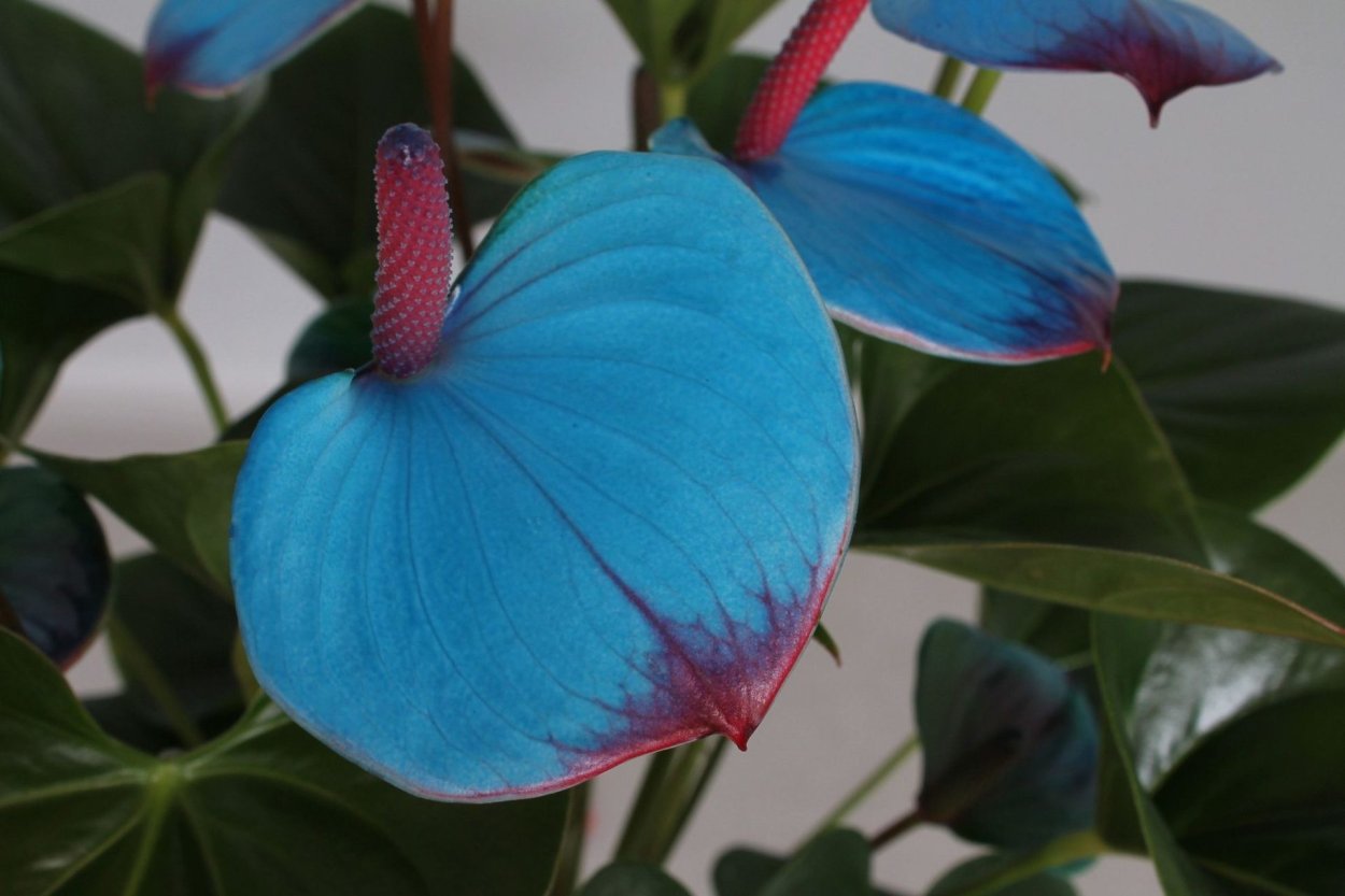 Антуриум синий