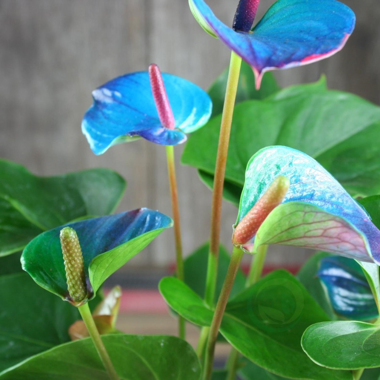 Антуриум Пикассо голубой