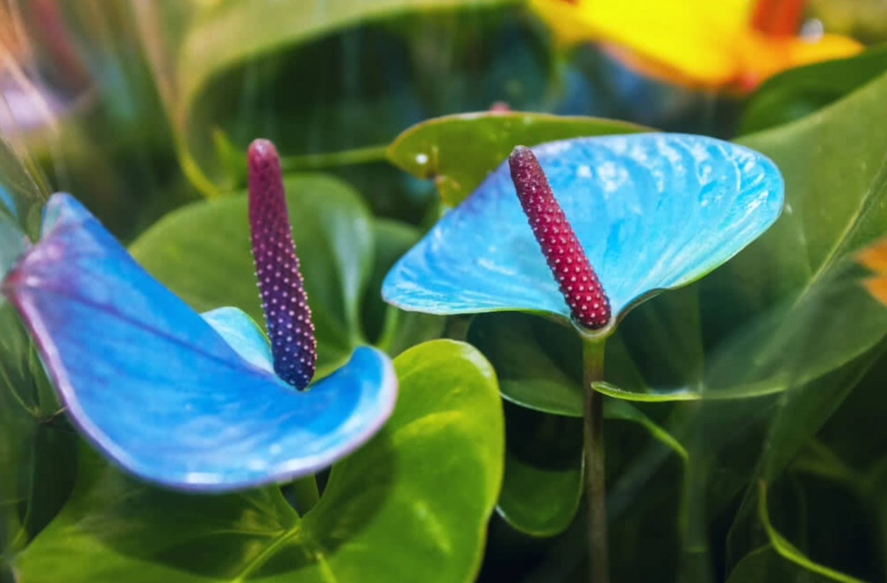 Антуриум синий