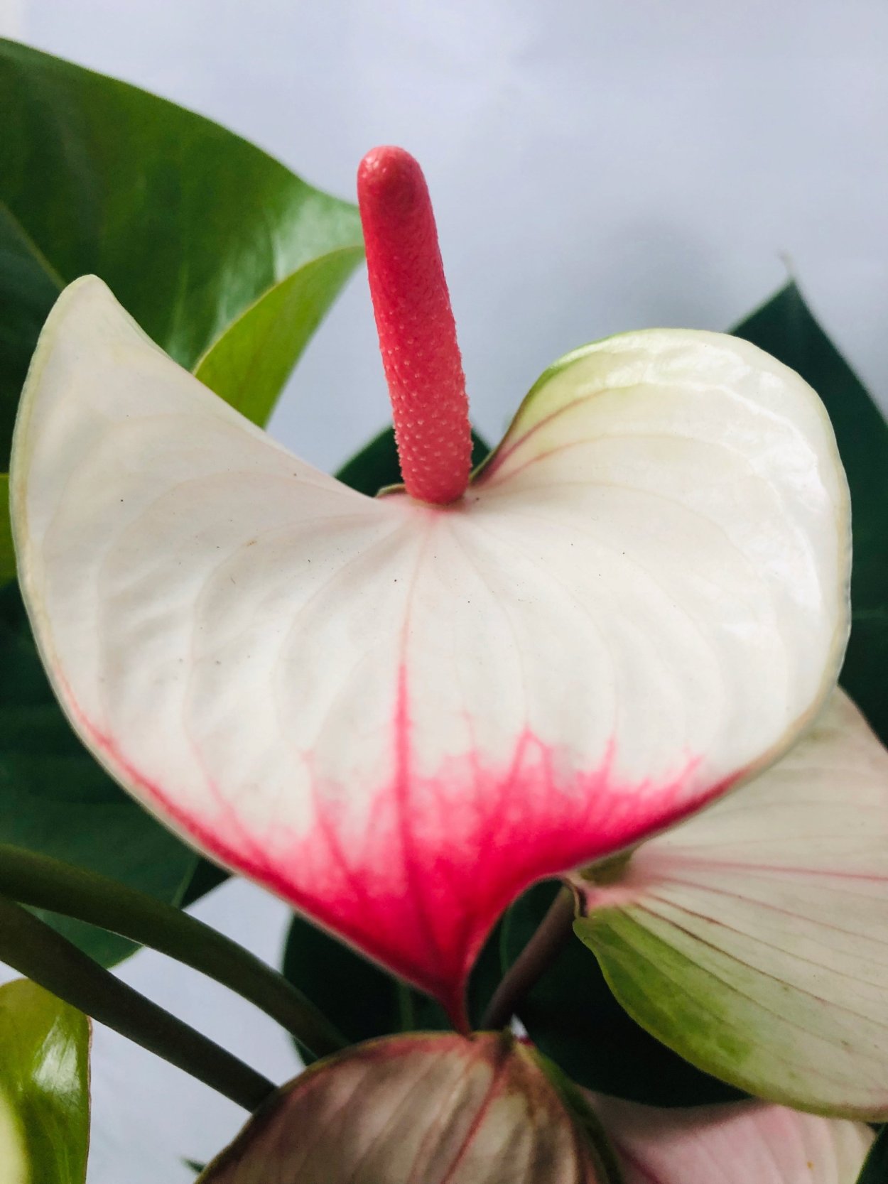 Антуриум Дакота