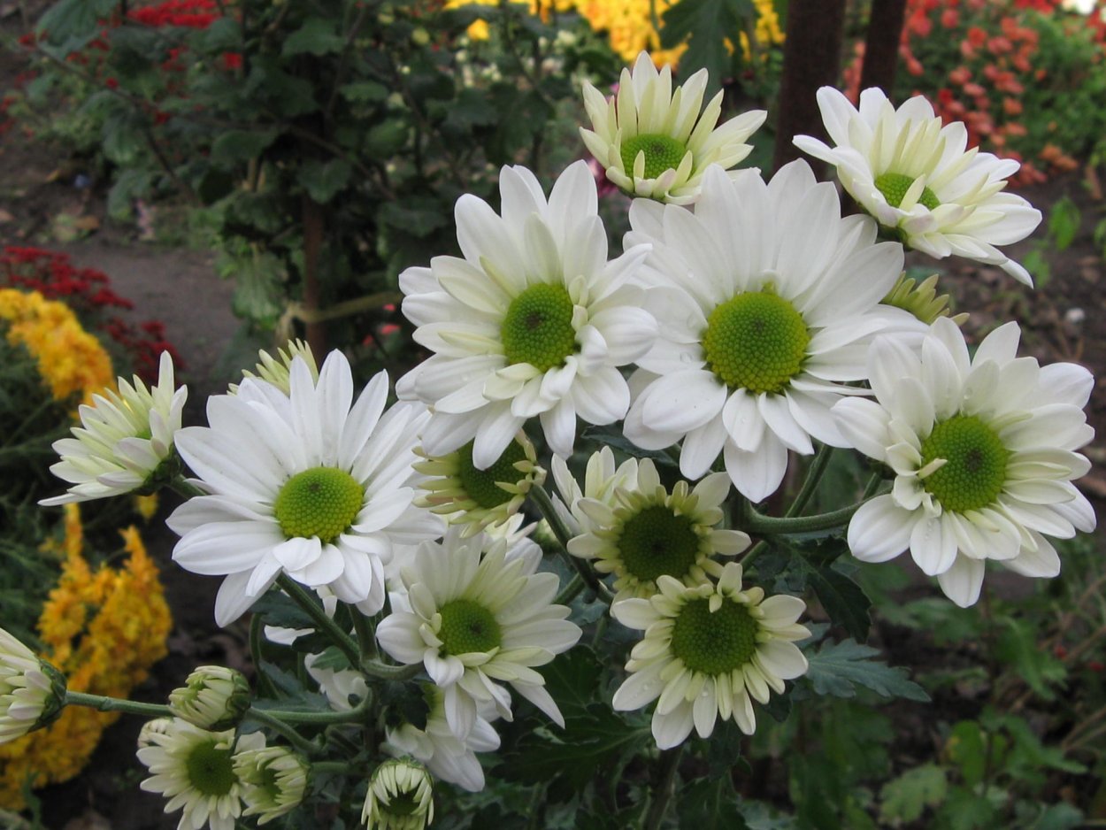 Хризантема Элизабет