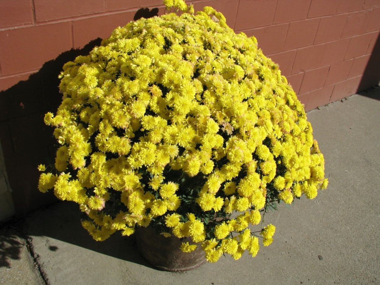 Хризантема мультифлора на клумбе