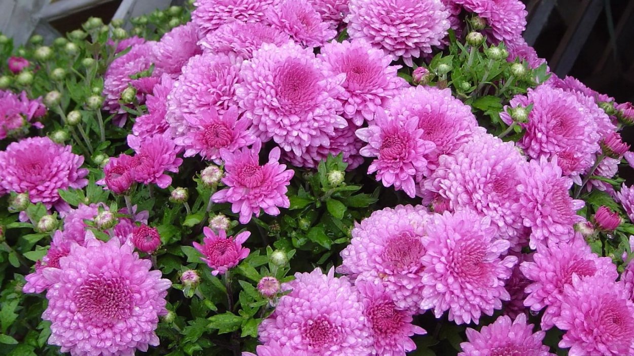 Хризантема мультифлора Маргаритка