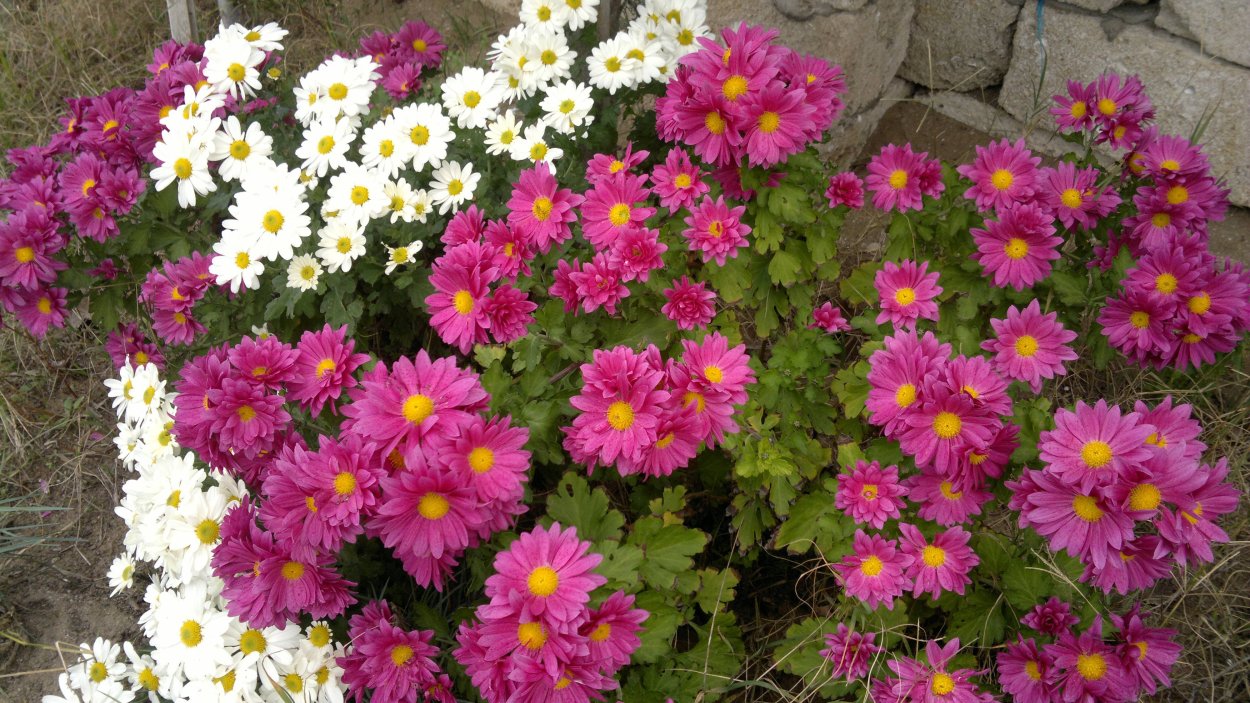 Хризантема кустовая гранпинк