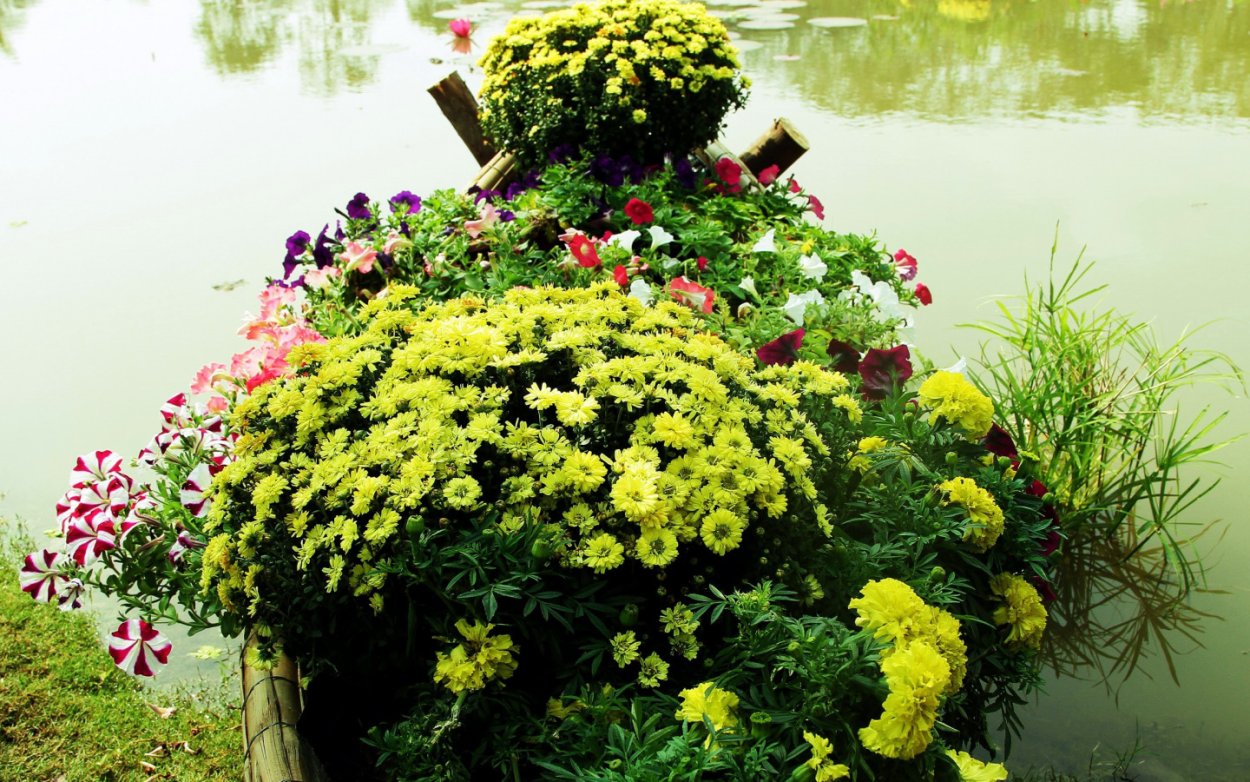 Хризантема кустовая Бонита