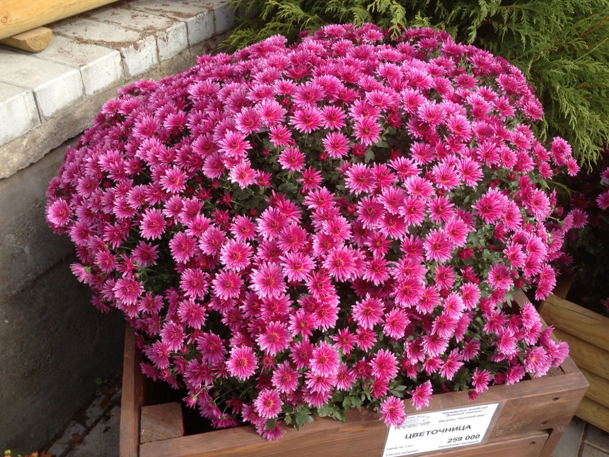 Хризантемы кустовые многолетние