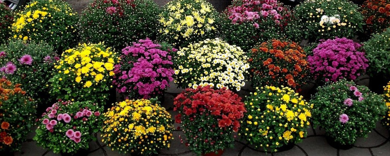 Хризантема мультифлора шар