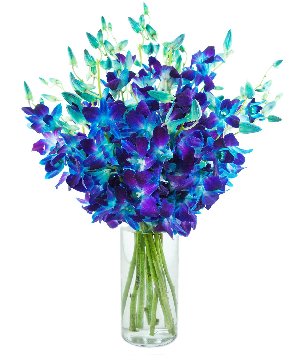 Орхидея Дендробиум синяя