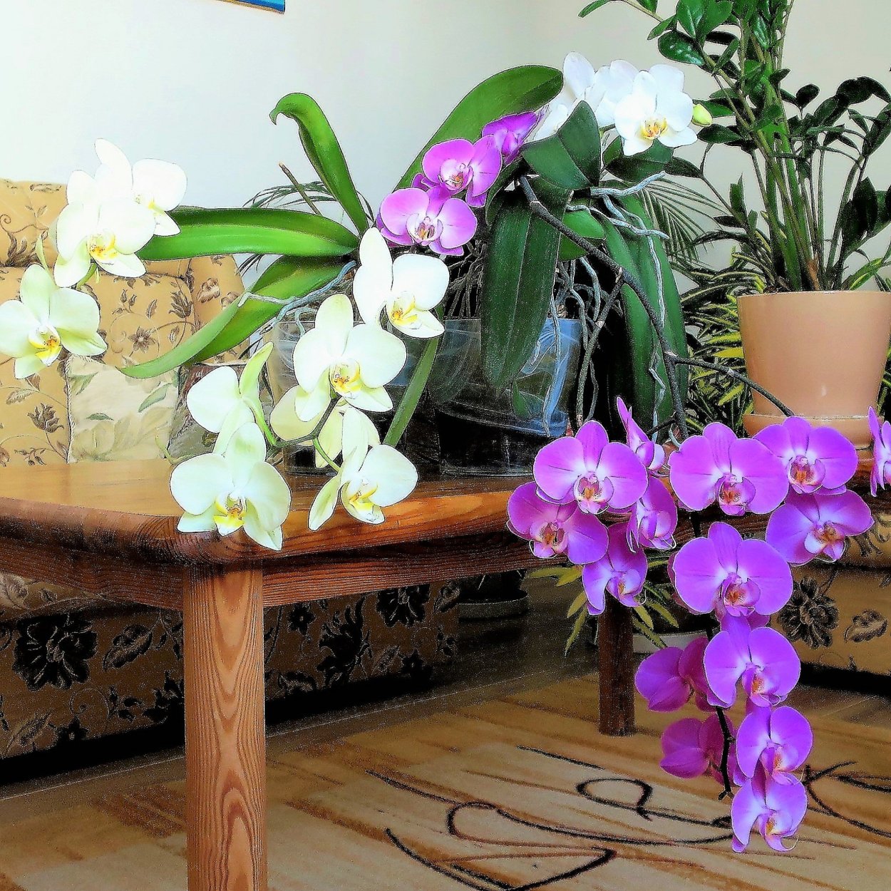 Цветок Дендробиум Нобиле