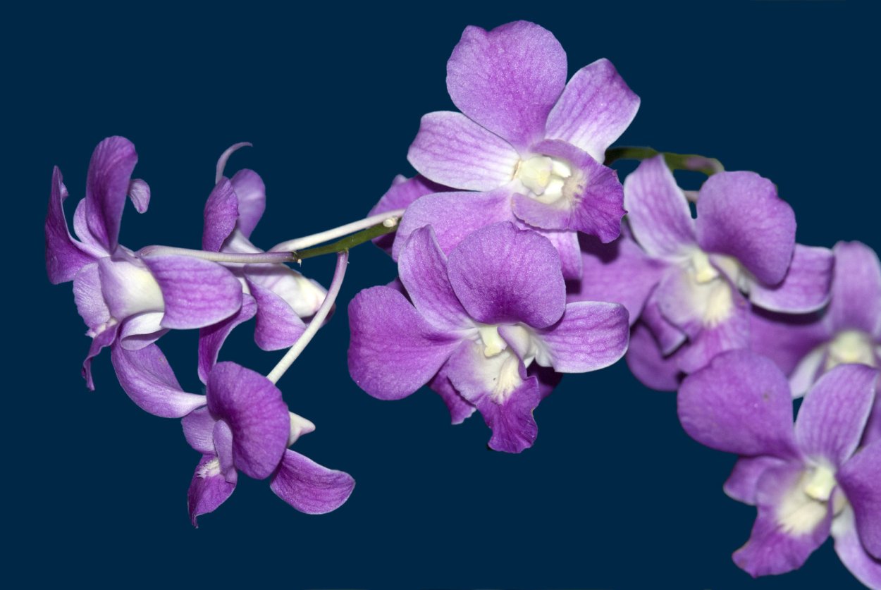 Орхидея Дендробиум срезка