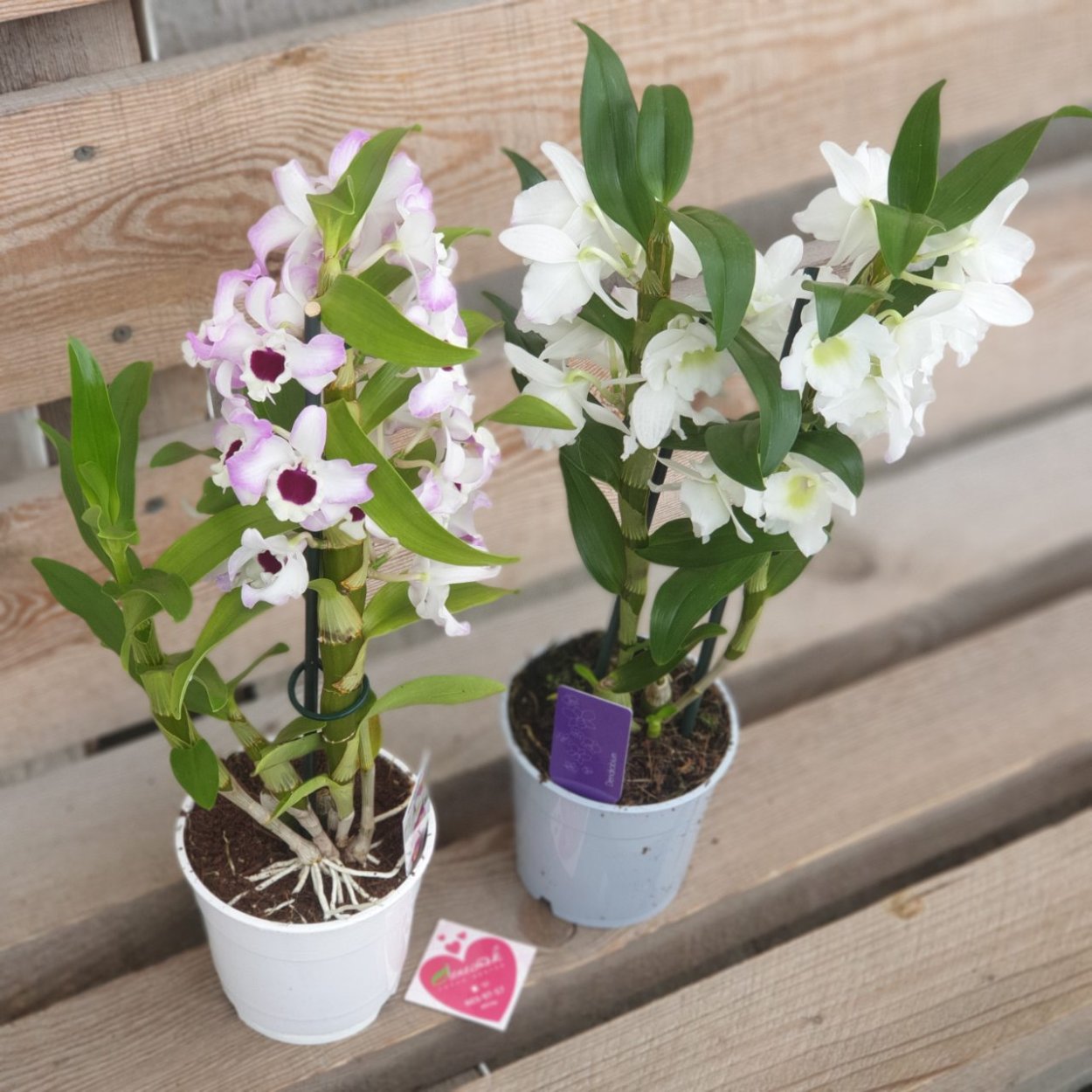 Орхидея Дендробиум белая