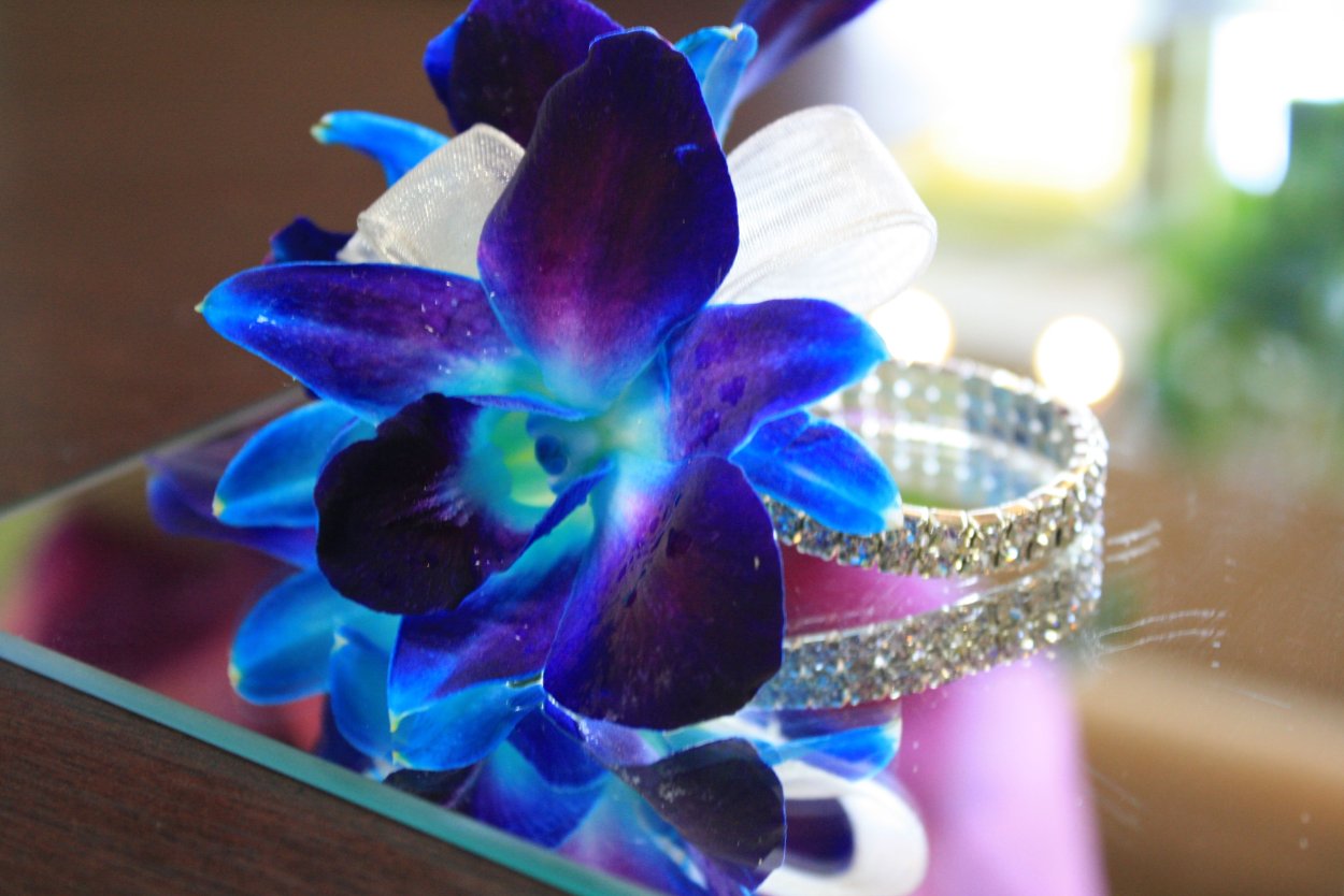 Дендробиум Королевский синий