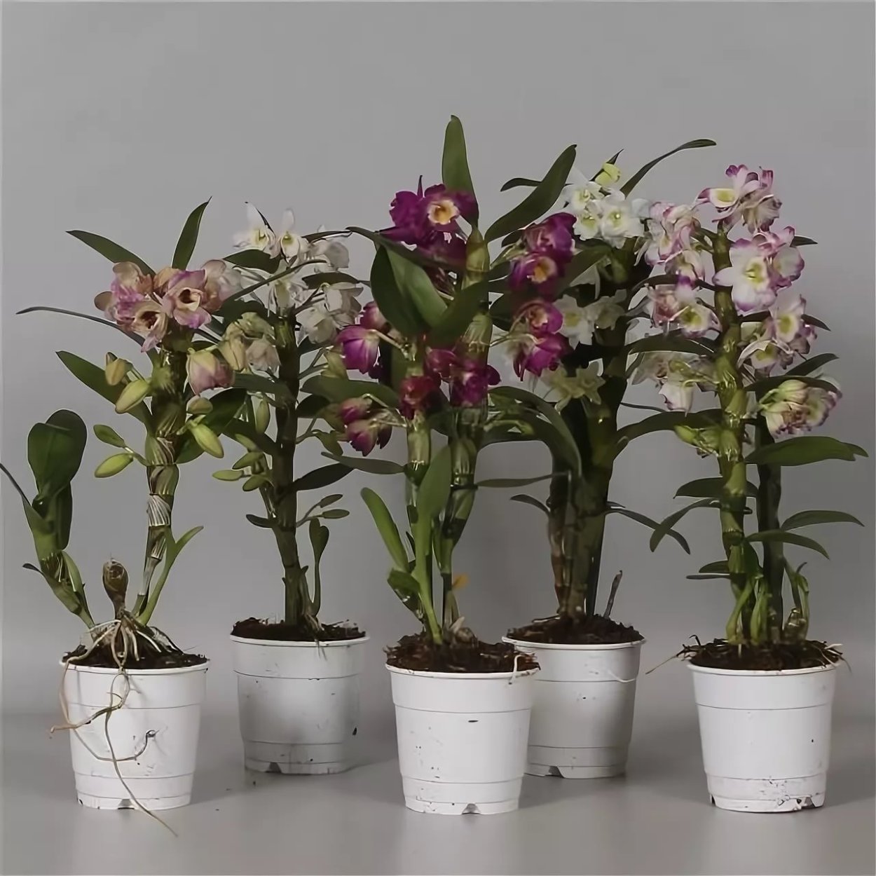 Архидея Дендробиум Нобиле