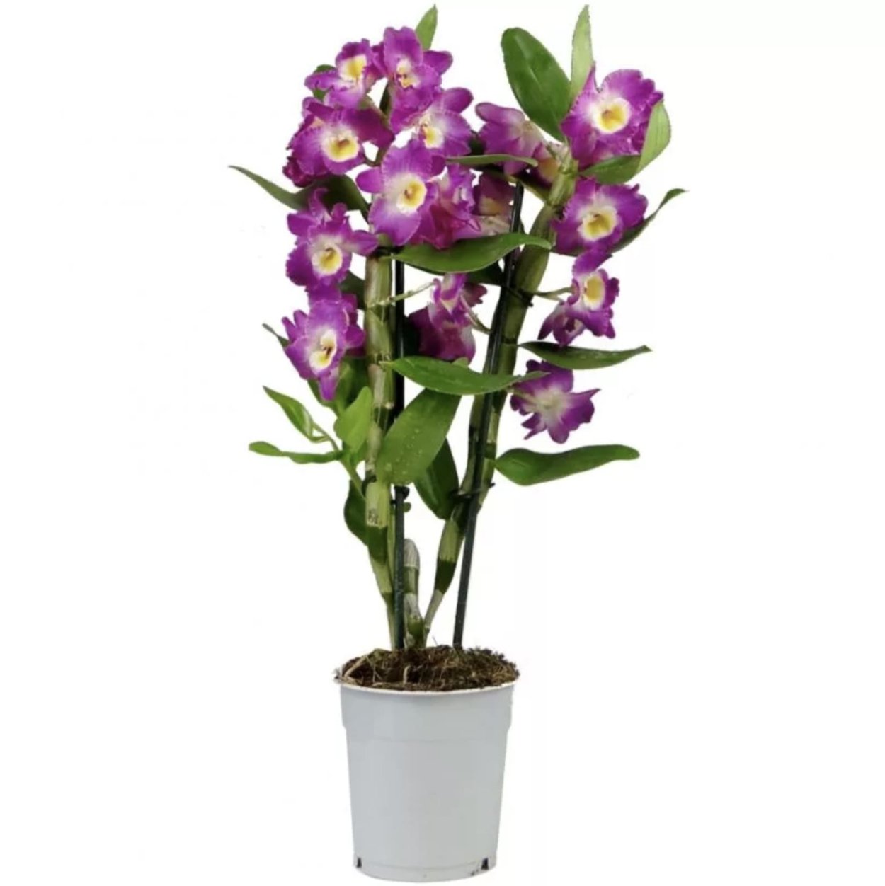 Дендробиум синий космос