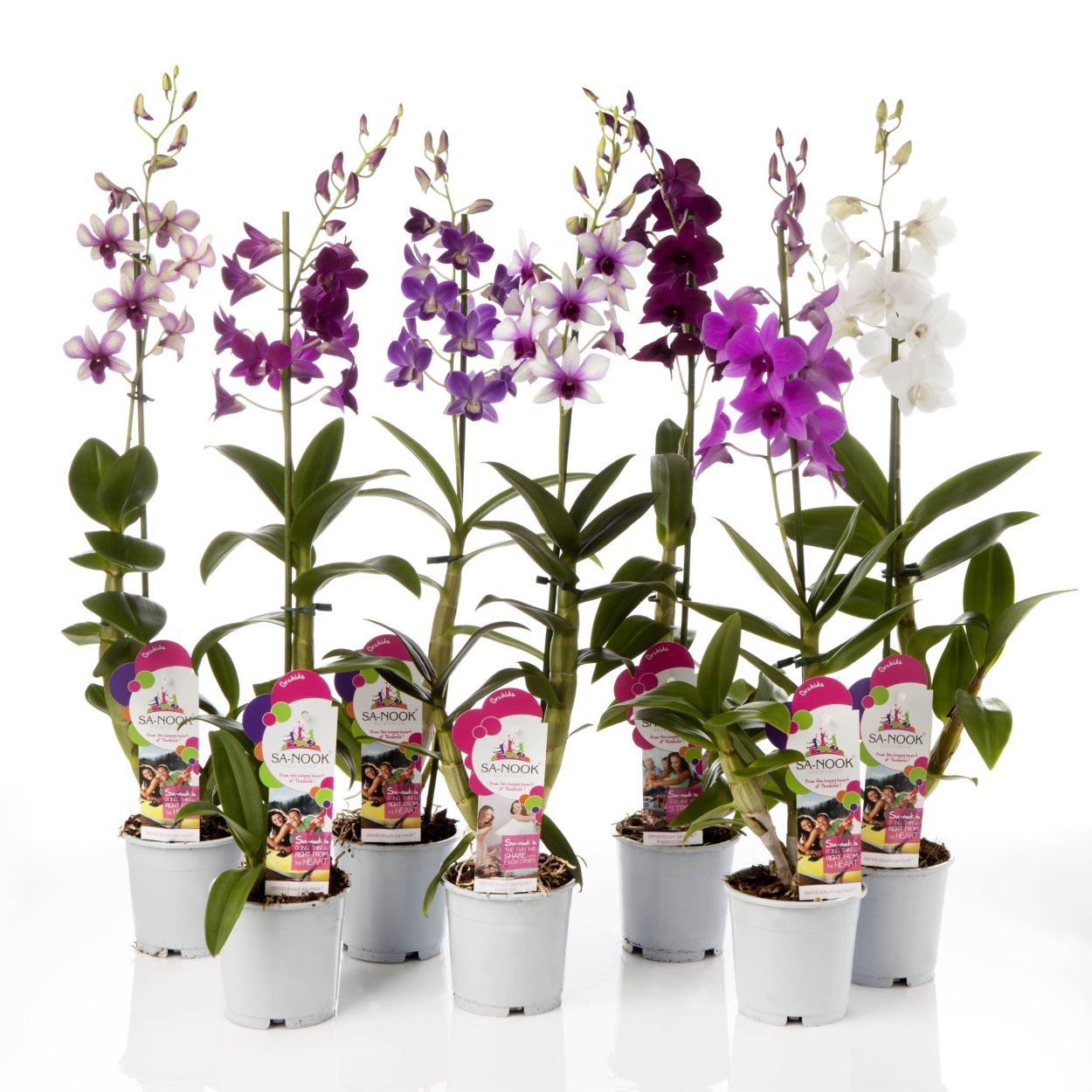 Дендробиум САНУК