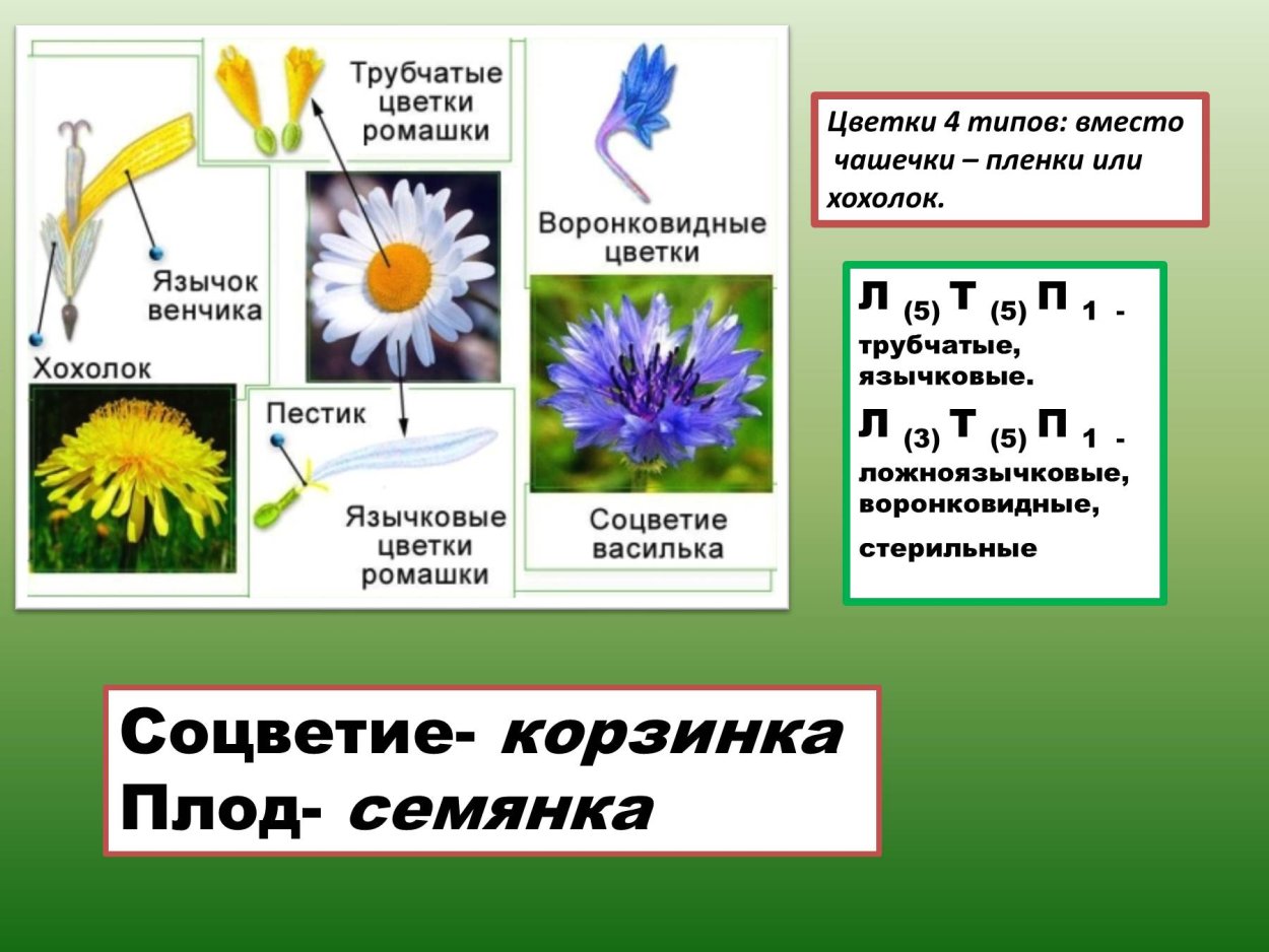 Класс и семейство астровых