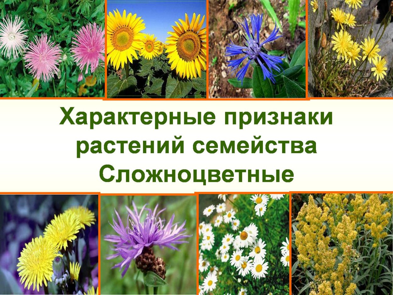Астровые (Asteraceae)