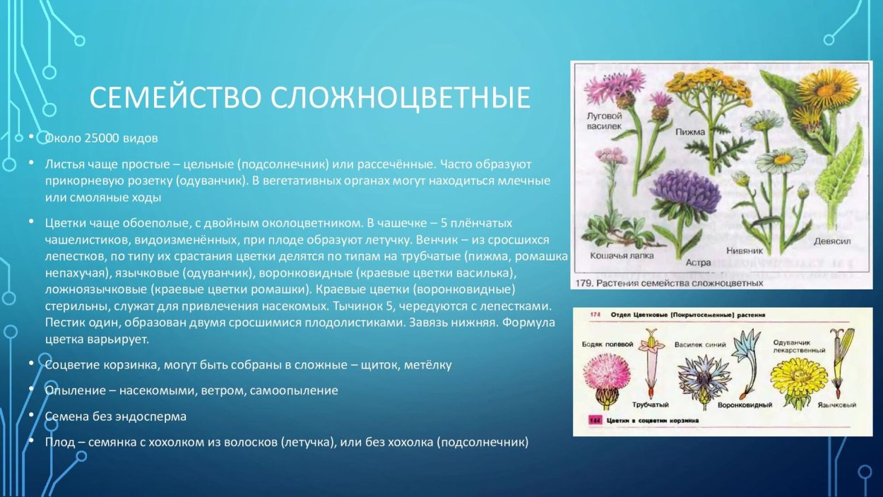 Диаграмма цветка сложноцветных