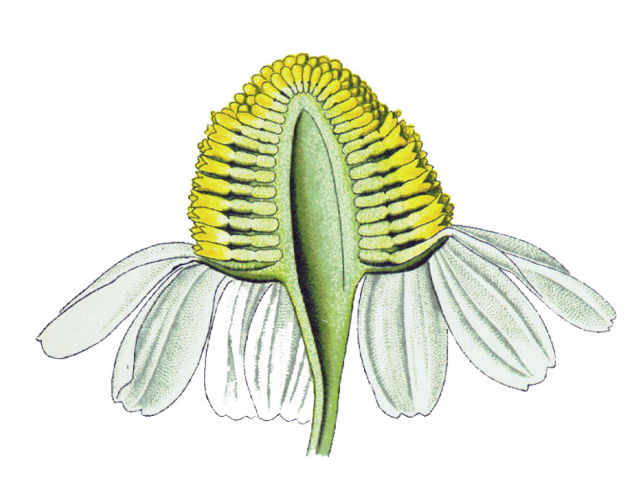 Asteraceae одуванчик