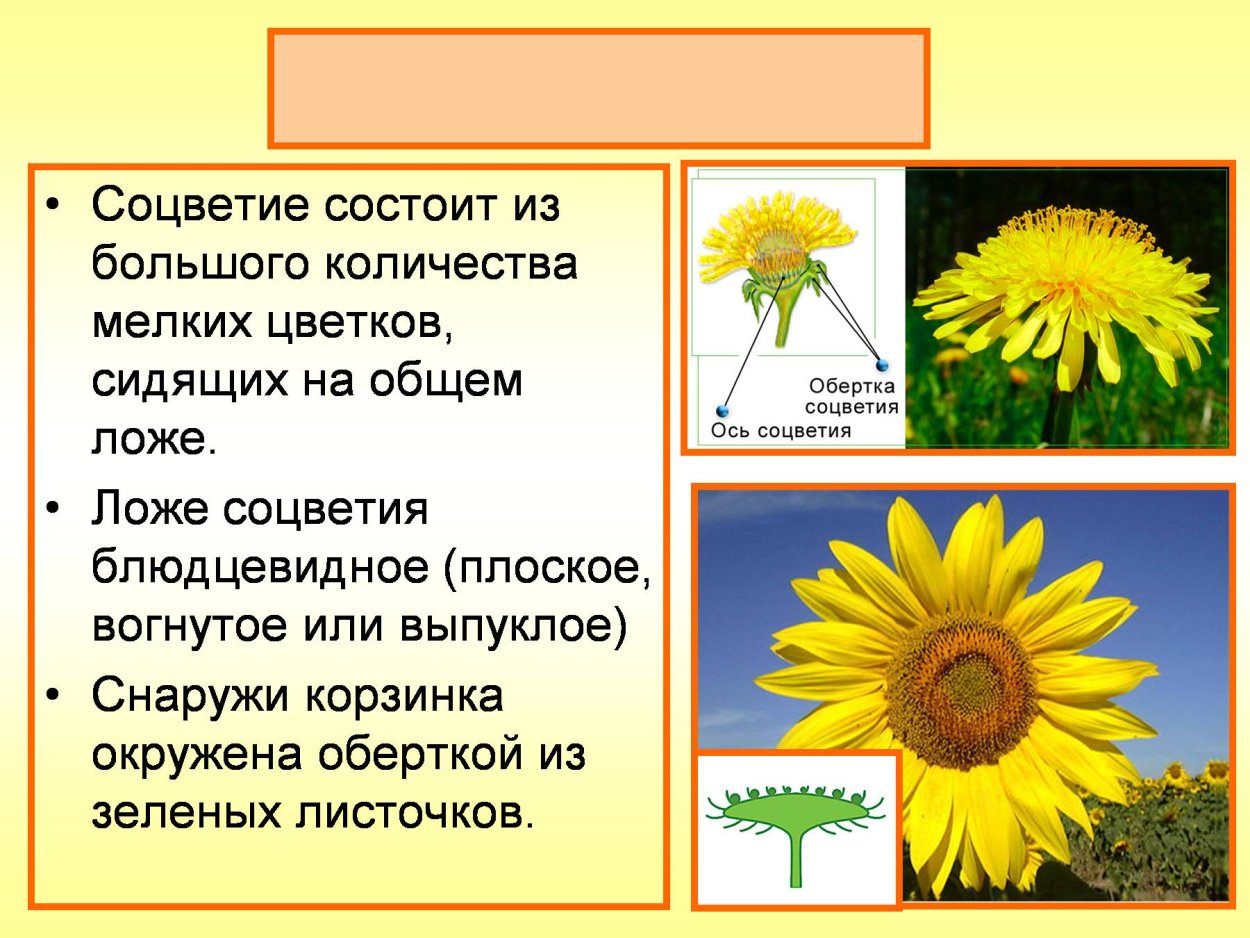 Формула цветка подсолнечника