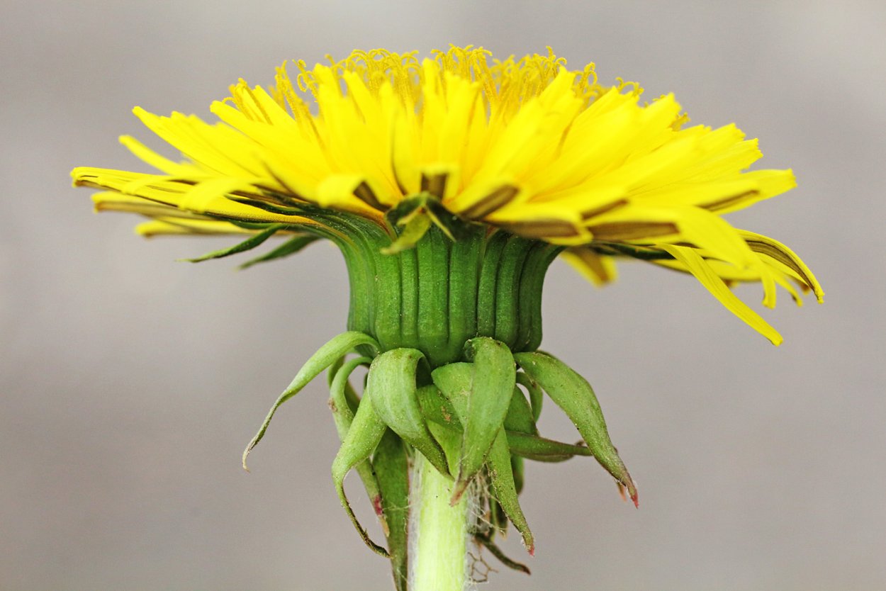 Семейству астровых (Asteraceae)