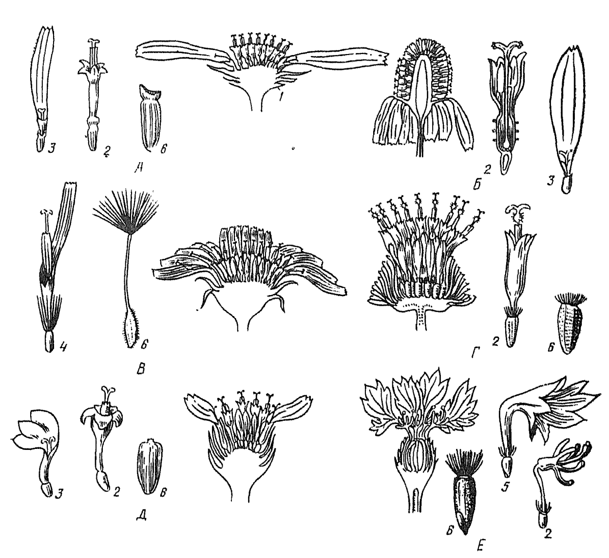 Остеоспермум ложечный