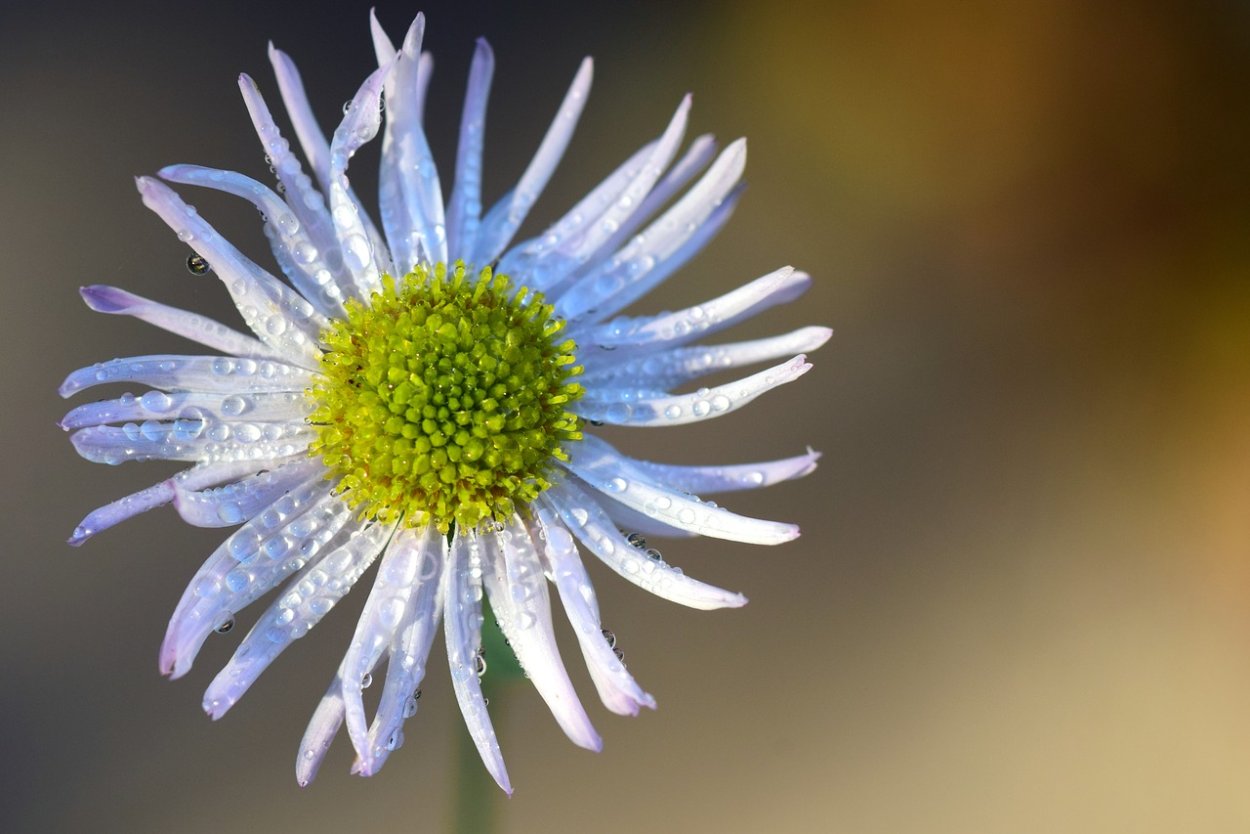Астра Альпийская (Aster Alpinus) ‘Glory’