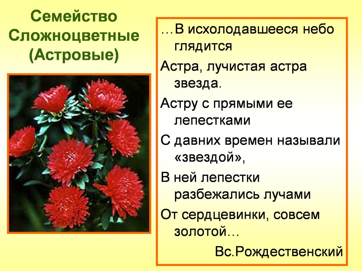 Типы цветков сложноцветных